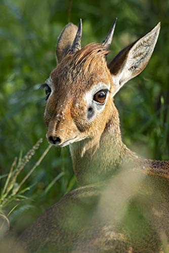 Posterazzi DPI12518857 Close-up of Kirks dik Madoqua kirkii Looking Back Over Shoulder Tarangire National Park Tanzania Framed Print 12 x 19 Multi