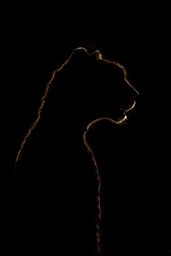 Posterazzi DPI12554324 Close-up of Golden Cheetah Acinonyx jubatus Silhouette in Darkness Serengeti National Park Tanzania Photo Print 12 x 19 Multi