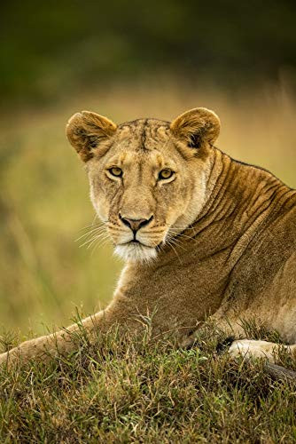 Posterazzi DPI12554240 Close-up of Lioness Panthera Leo in Grass Watching Camera Serengeti National Park Tanzania Photo Print 12 x 19 Multi