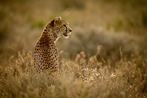 Posterazzi DPI12554306 Female Cheetah Acinonyx jubatu Sits in Grass Facing Right Serengeti National Park Tanzania Photo Print 19 x 12 Multi