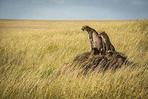 Posterazzi DPI12556199 Cheetah Acinonyx jubatus and cub sit on Termite Mound Serengeti Tanzania Photo Print 19 x 12 Multi