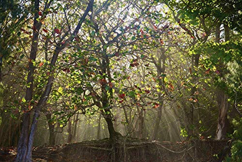 Posterazzi DPI2414346 Sunlight Streaming Through The Trees Into A Forest Kauai Hawaii United States of America Photo Print 19 x 12 Multi