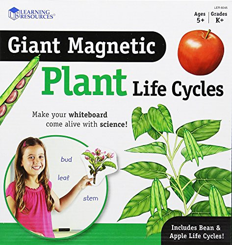 Learning Resources Giant Magnetic Plant Life Cycle