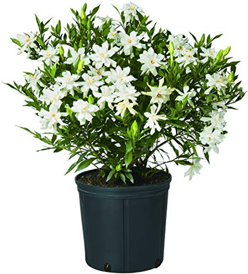 Shrub Frostproof Gardenia 2_5 Qt White Blooms