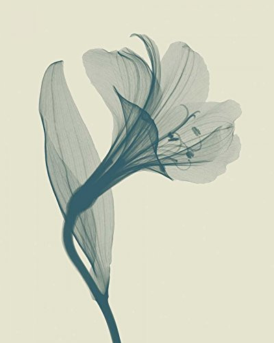 Posterazzi Collection Alstromeria I Poster Print by Steven N. Meyers 8 x 10