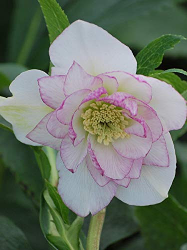 Perennial Farm Marketplace Helleborus x W.J. Peppermint Ice Lenten Rose Perennial 1 Quart Soft Pink Flowers
