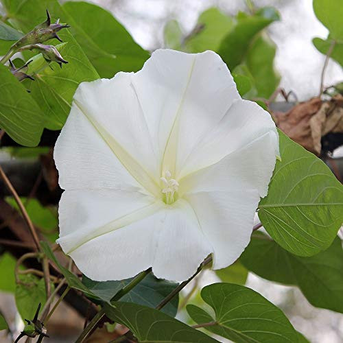 Outsidepride Moonflower Vine Plant Flower Seed - 1 LB