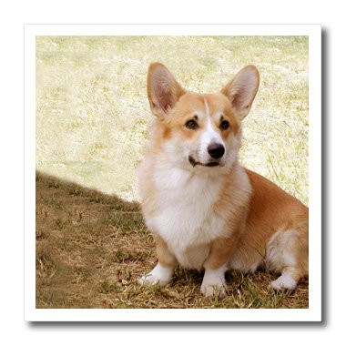 3dRose LLC Pembroke Welsh Corgi 8 by 8-Inch Iron on Heat Transfer for White Material