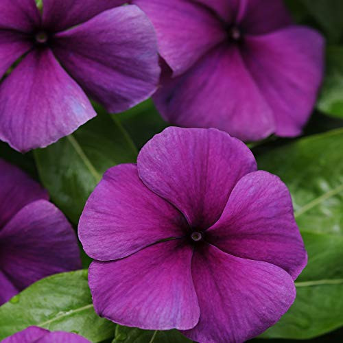 Outsidepride Jams N Jellies Blueberry Vinca Flower Seed - 50 Seeds