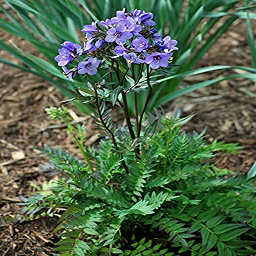Perennial Farm Marketplace Polemonium c. Bressingham Purple Jacobs Ladder Perennial Size-1 Container Intense Blue Flowers Perennial Farm Marketplace Polemonium c. Bressingham Purple Jacobs Ladder Perennial Size-1 Container Intense Blue Flowers