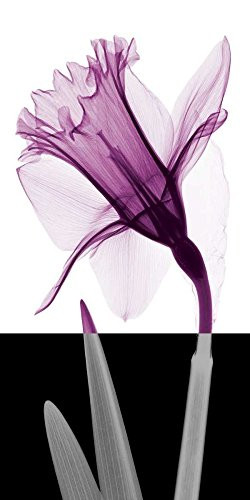 Posterazzi Collection Stem Iv Poster Print by Steven N. Meyers 10 x 20