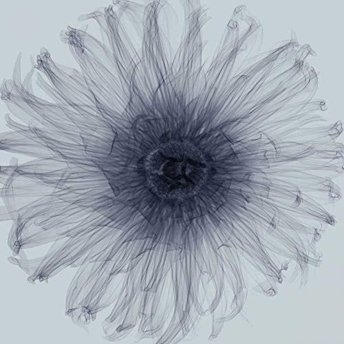 Posterazzi Collection Dahlia Poster Print by Steven N. Meyers 12 x 12