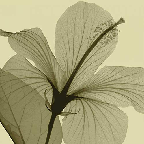 Posterazzi Collection Hibiscus Poster Print by Steven N. Meyers 12 x 12