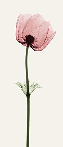 Posterazzi Collection Anemone Iii Poster Print by Steven N. Meyers 10 x 20