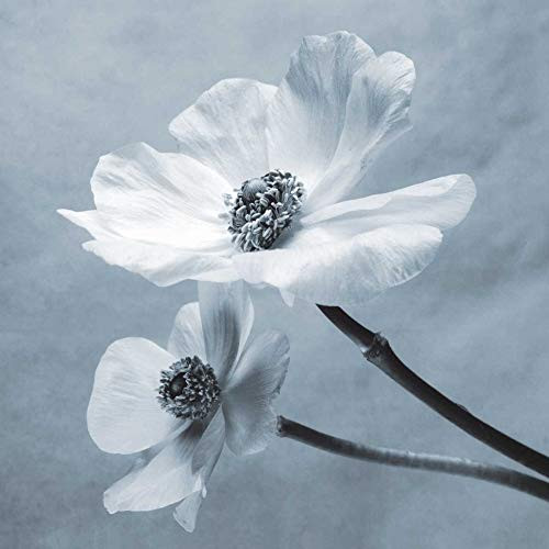 Posterazzi Collection Anemones Poster Print by Steven N. Meyers 12 x 12