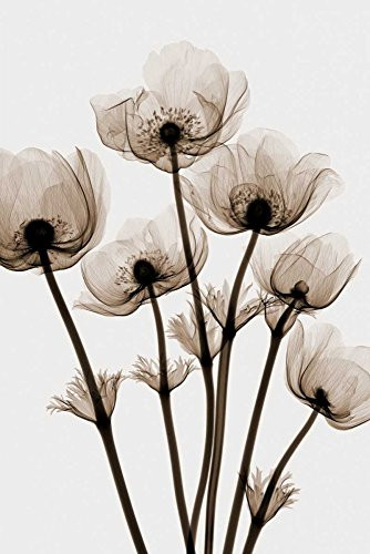 Posterazzi Collection Windflowers Poster Print by Steven N. Meyers 12 x 18