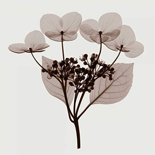 Posterazzi Collection Hydrangea Stem Trio - A Poster Print by Steven N. Meyers 12 x 12