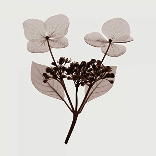 Posterazzi Collection Hydrangea Stem Trio - C Poster Print by Steven N. Meyers 12 x 12
