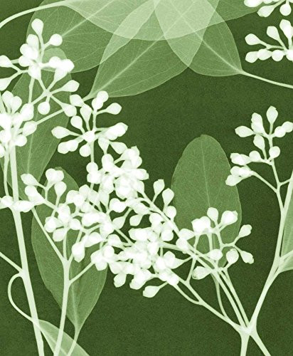 Posterazzi Collection Eucalyptus Buds I Poster Print by Steven N. Meyers 10 x 12