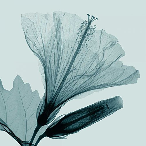 Posterazzi Collection Hibiscus and Bud Poster Print by Steven N. Meyers 12 x 12