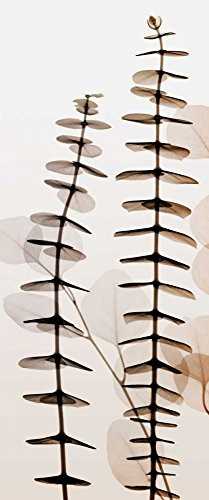 Posterazzi Collection Eucalypti Iii Poster Print by Steven N. Meyers 10 x 20