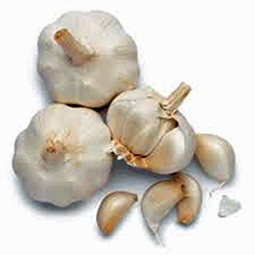 Garlic Bulb 3 Pack, Fresh California SOFTNECK Garlic Bulb for Planting and Growing Your OWN Garlic, Buy Country Creek Brand ONLY NOT FAKES