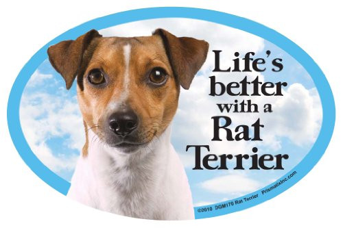 Prismatix Rat Terrier Oval Dog Magnet for Cars