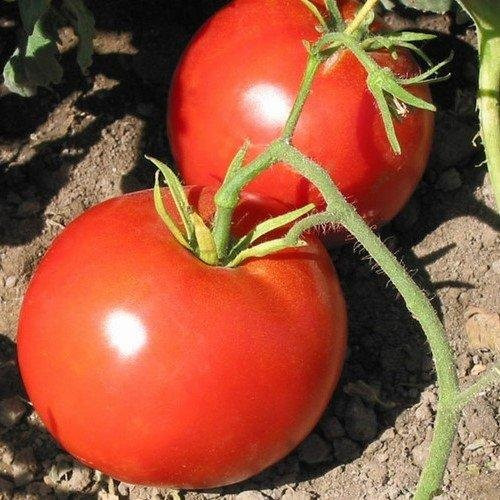 Boxcar Willie Tomato Seeds - 10plus  Rare Non-GMO Organic Heirloom Vegetable Garden Seeds