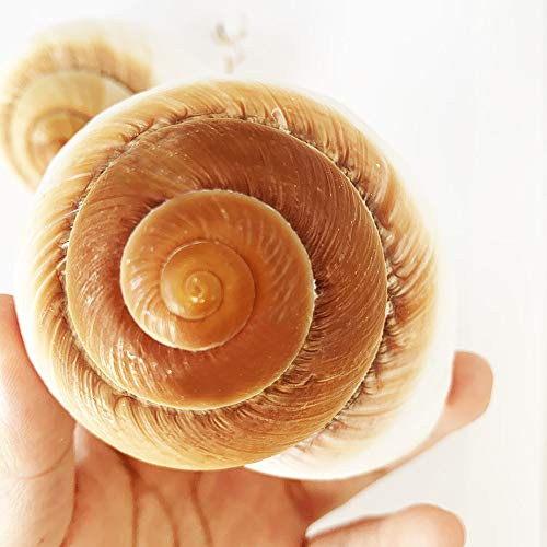 Ylisa Muffin Snail Shells,2 pcs Large Hermit Crab Shells, 3.3~4 Inch