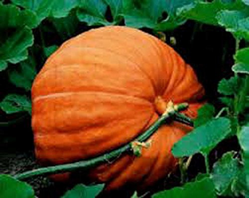 Pumpkin, Big Max Pumpkin Seeds, Heirloom, Non GMO, 100 Seeds, Giant Pumpkins Pumpkin, Big Max Pumpkin Seeds, Heirloom, Non GMO, 100 Seeds, Giant Pumpkins