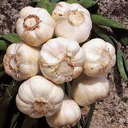 Garlic Bulb 12 Ounces, Fresh California SOFTNECK Garlic Bulb for Planting, Eating and Growing Your OWN Garlic, Country Creek Brand