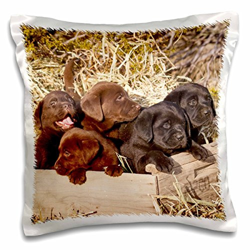 3dRose Five Labrador Retriever puppy dogs - NA02 ZMU0160 - Zandria Muench Beraldo - Pillow Case, 16 by 16-inch (pc_140439_1) 3dRose Five Labrador Retriever puppy dogs - NA02 ZMU0160 - Zandria Muench Beraldo - Pillow Case, 16 by 16-inch (pc_140439_1)