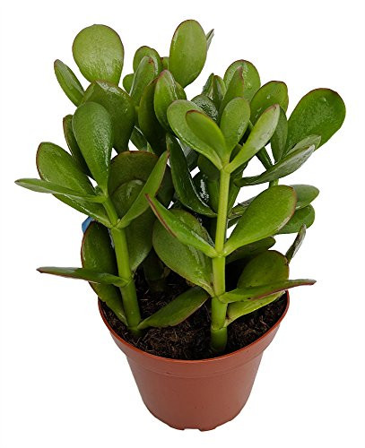 Sunset Jade Plant - Crassula - Easy to Grow House Plant - 4inch  Pot