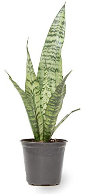 Altman Plants, Live Snake Plant, Sansevieria Zeylanica, Indoor House Plant in Pot, Mother in Law Tongue Sansevieria Plant Live, Potted Succulent Plant, Fully Rooted Houseplant in Potting Soil