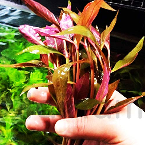 Mainam Alternanthera Lilacina Bundle Freshwater Red Stems Live Aquarium Plant