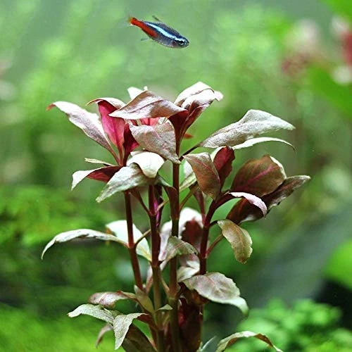 Mainam Scarlet Temple  Alternanthera Reineckii Telanthera Freshwater Red Stem Live Aquarium Plant