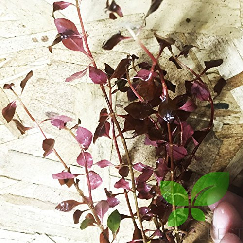 Planterest - Ludwigia Repens Super Red Mini Leaves Live Aquarium Plant Stems BUY2GET1FREE Planterest - Ludwigia Repens Super Red Mini Leaves Live Aquarium Plant Stems BUY2GET1FREE
