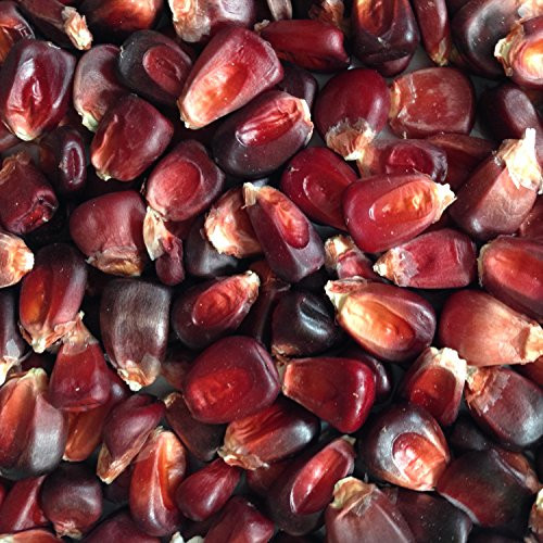Wayland Chiles Bloody Butcher Corn, 100 Seeds