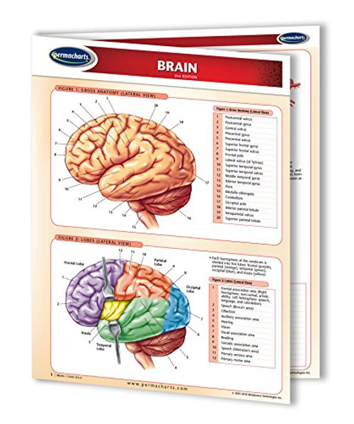 Brain - Human Brain Chart- 8.5inch  x 11inch  Laminated Medical Quick Reference Guide by Permacharts