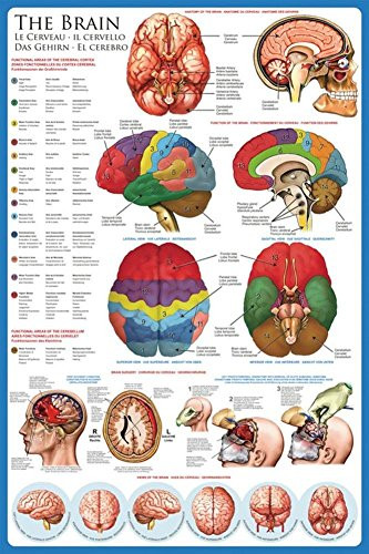 EuroGraphics Laminated The Brain Anatomy Science Chart Print Poster 24X36