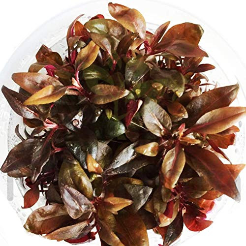 Mainam 1 Cup Alternanthera Reineckii Mini Red 2inch  Tissue Culture Freshwater Red Stem Live Aquarium Plant