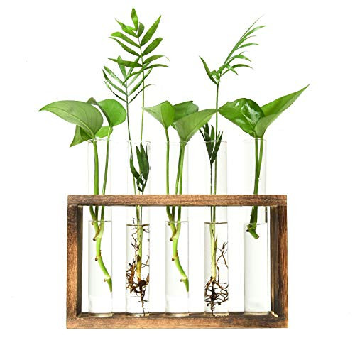 Vumdua Glass Planter Propagation Station, Test Tube Planter, Plant Terrarium Test Tube with Wood Stand for Propagating Hydroponic Plants Home Garden Decor 5 Test Tube Vumdua Glass Planter Propagation Station, Test Tube Planter, Plant Terrarium Test Tube with Wood Stand for Propagating Hydroponic Plants Home Garden Decor 5 Test Tube