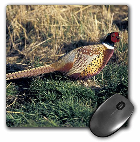 3dRose LLC 8 x 8 x 0.25 Ring-necked Pheasant Bird Patrick J. Wall Mouse Pad (mp_84165_1)