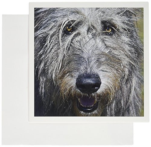 3dRose Portrait of an Irish Wolfhound Dog- NA02 ZMU0097 Zandria Muench Beraldo Greeting Cards, Set of 6 (gc_140381_1) 3dRose Portrait of an Irish Wolfhound Dog- NA02 ZMU0097 Zandria Muench Beraldo Greeting Cards, Set of 6 (gc_140381_1)