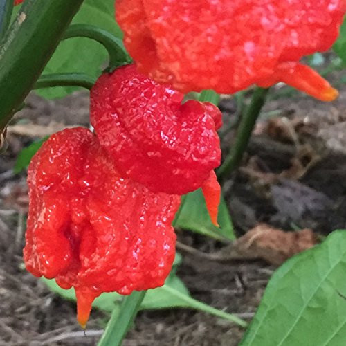 Wayland Chiles Hottest Chile Seed Collection I Wayland Chiles Hottest Chile Seed Collection I