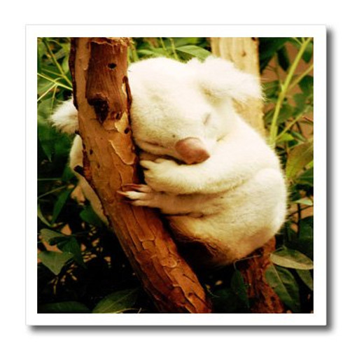 3dRose ht_62584_1 A Rare Albino Koala Bear Iron on Heat Transfer for White Material, 8 by 8-Inch 3dRose ht_62584_1 A Rare Albino Koala Bear Iron on Heat Transfer for White Material, 8 by 8-Inch