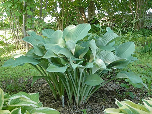 Autumn Frost-Hosta Seeds-Full Sun-Part Shade, Perennial Flowers  100