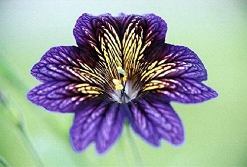 20plus  See-ds Blue Stained Glass Salpiglossis - Annual - Flow-er See-ds.