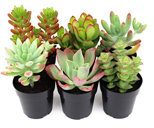 Succulents Plants Live,2.5 inch Pots,Fully Rooted in Planter Pots with Soil,Hand Selected Variety Pack of Mini Succulents 6