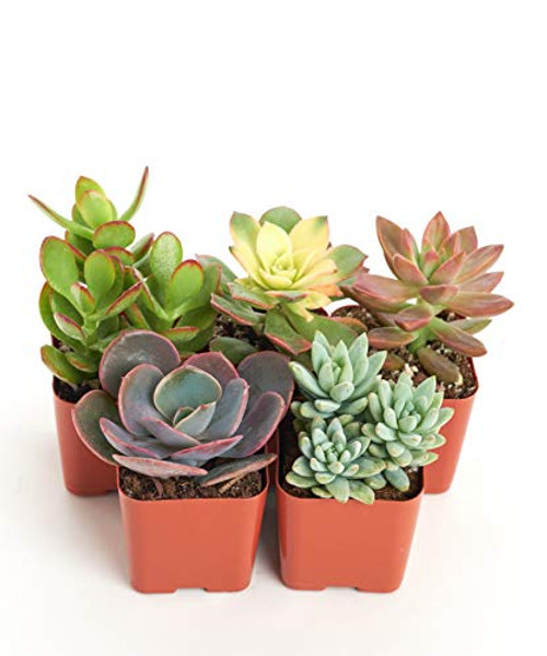 Shop Succulents  Assorted Collection of Live Succulent Plants in 2inch  Grower Pots, Hand Selected Variety Pack of Mini Succulents  Collection of 5